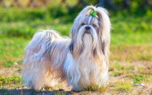 Adotar um Shih Tzu
